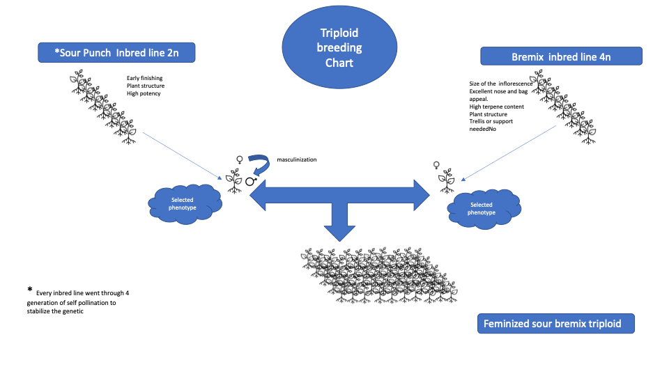 Sour Bremix Triploid Breeding Chart