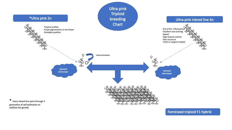 Ultra Pink Triploid Breeding Chart