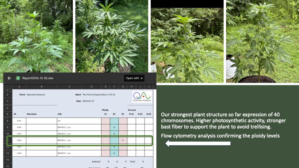 Flow Cytometry Ploidy Analysis