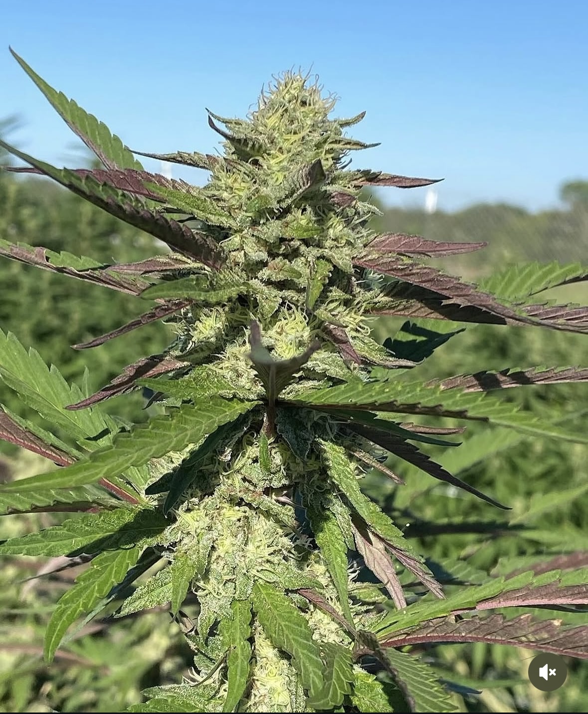 Moroccan Preserved Lemon