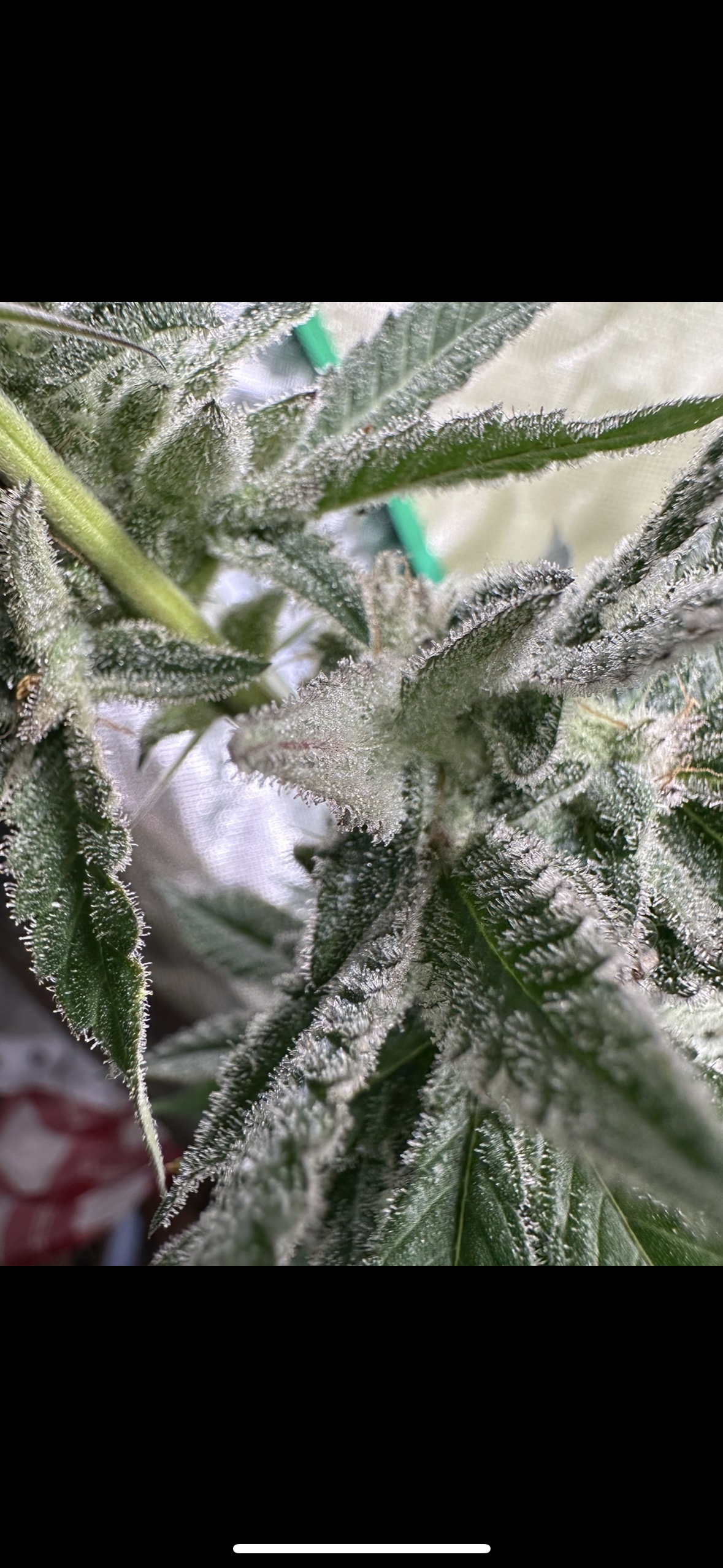 Moroccan Preserved Lemon 2