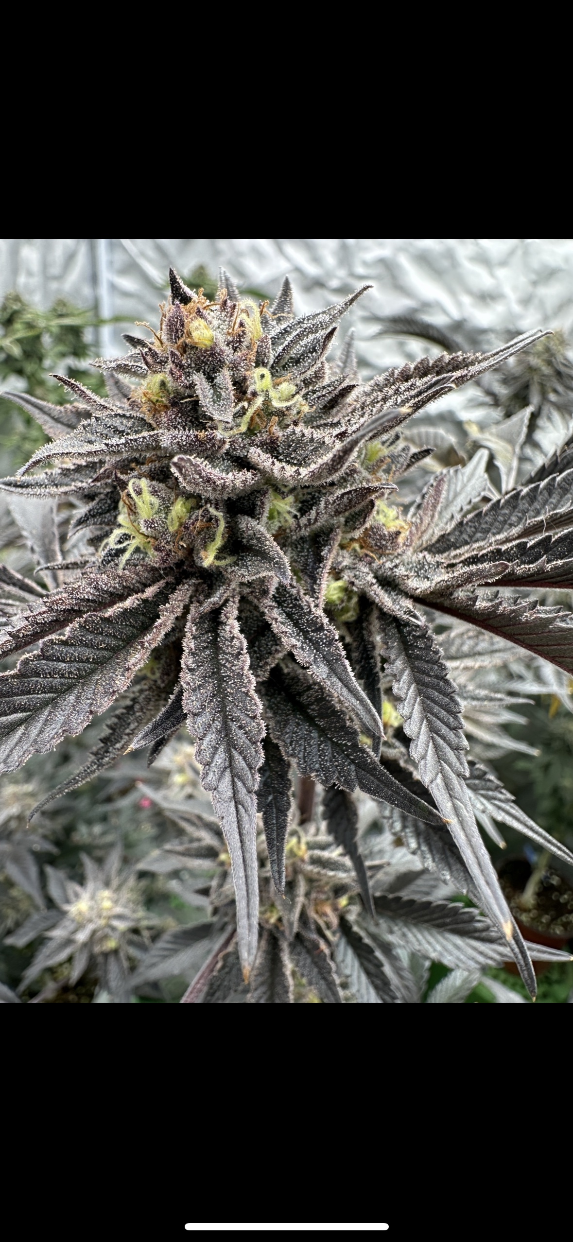 Sour Island Licorice 2