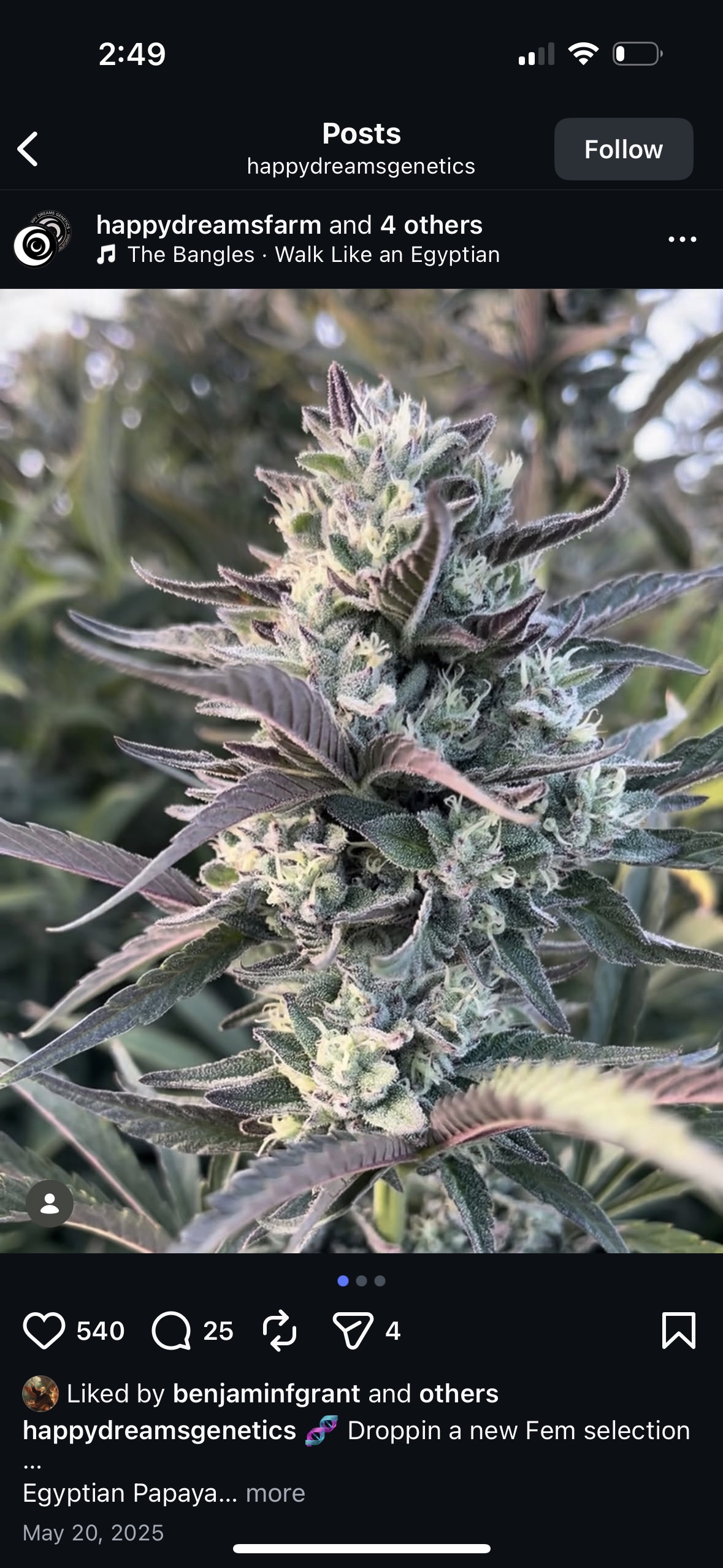 Tropical Fruit Spoon 2