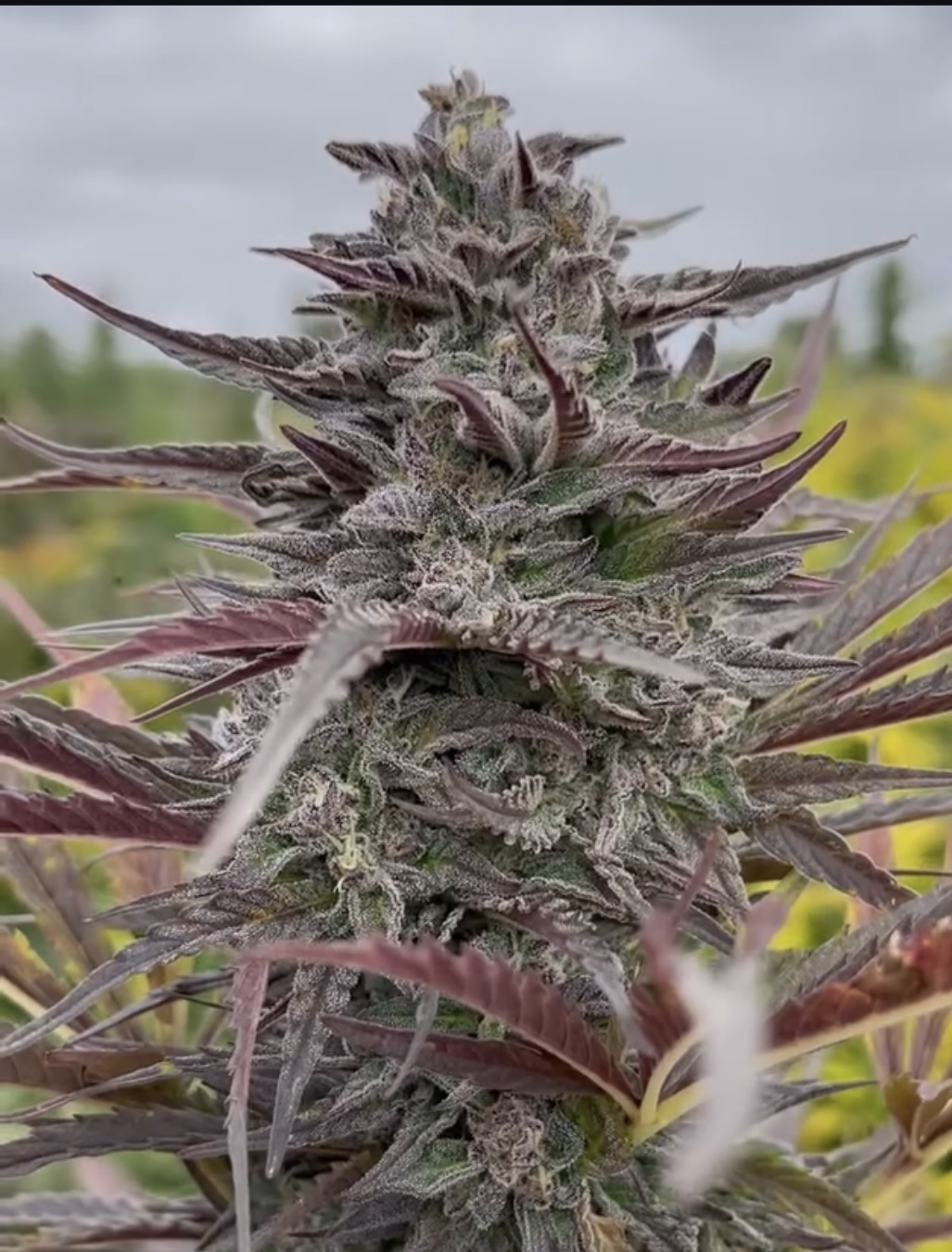 Tropical Fruit Spoon 3