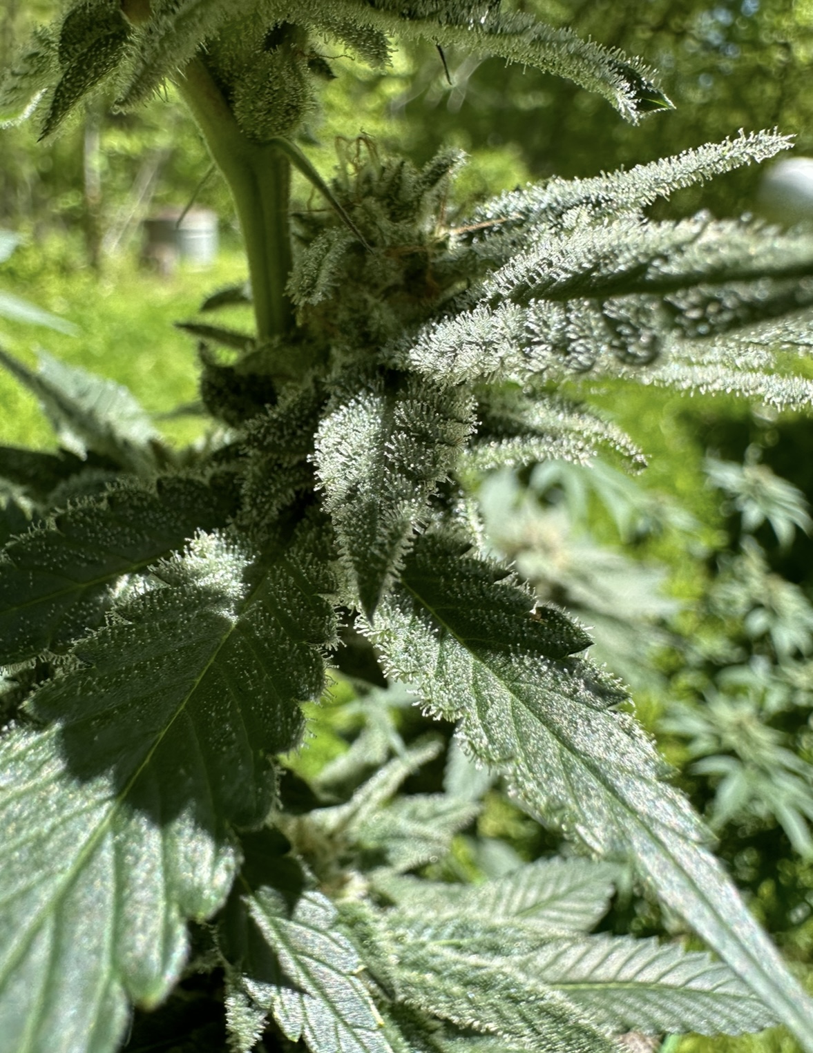 Vanilla Cream-Puff 2