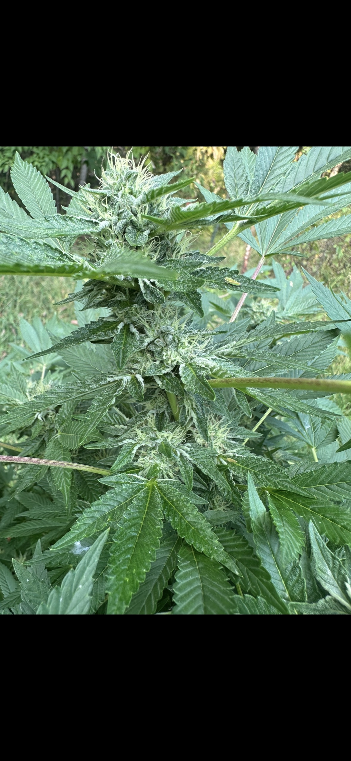 Vanilla Cream-Puff 3